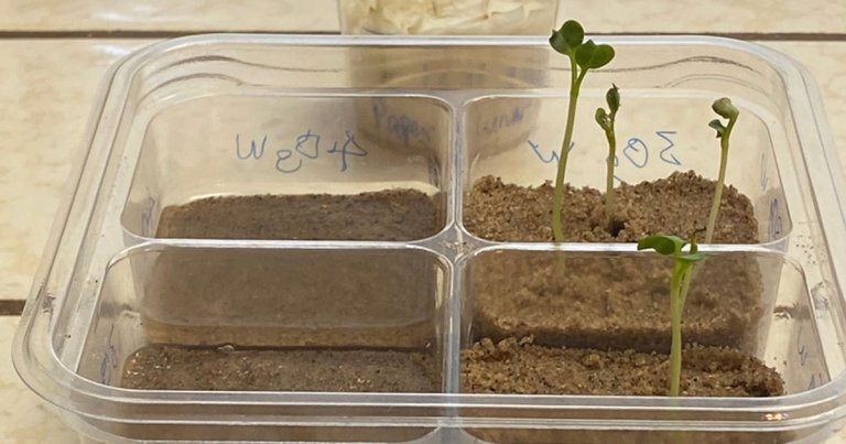 NASA scientist Max Coleman has been trying to figure out if its possible to grow radishes in lunar soil analogues in his kitchen.