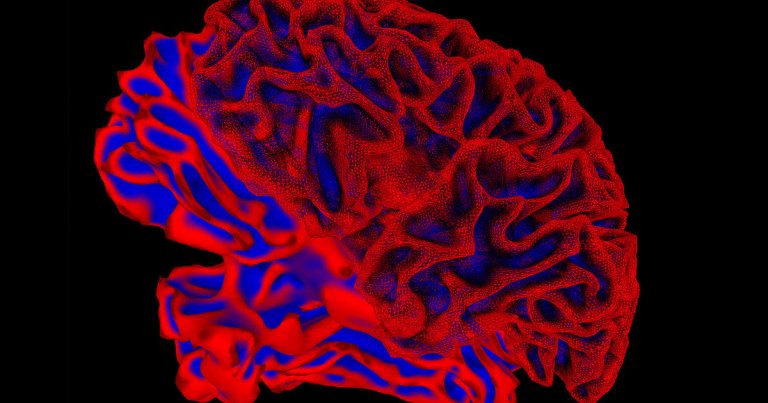 A team of scientists studying how sex chromosomes are linked to differences in the brain has to tread lightly, lest their work be misrepresented.