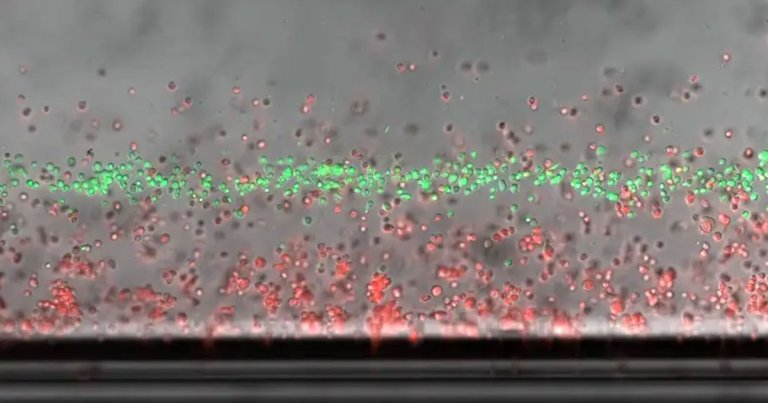 Scientists can use magnetic fields to levitate dead cells, all without disturbing the living cells crucial to their experiments.