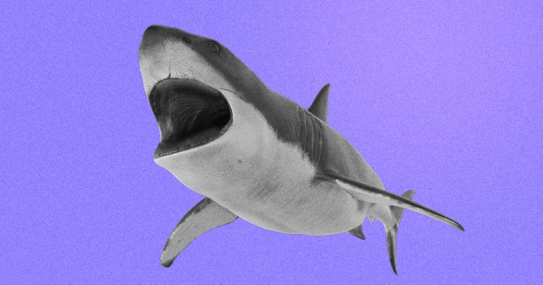 Scientists found a shark that had its teeth and skin almost completely eaten away by ocean acidification and chemical pollution.