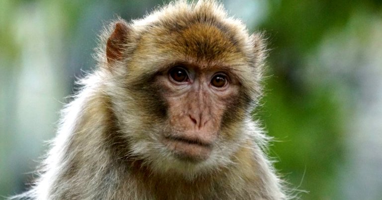 COVID-19 scientists are running out of primates to test their experimental vaccines on, meaning important research can't be conducted.