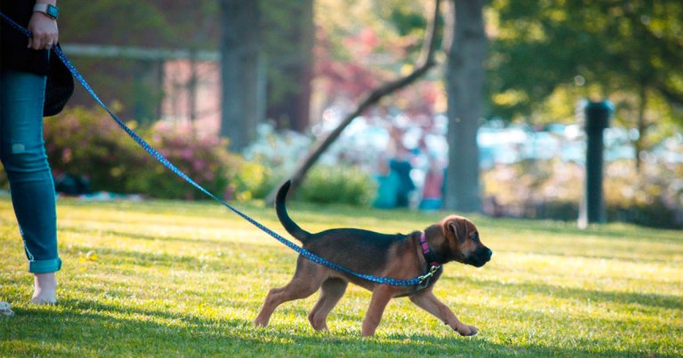 Doctors still aren't sure if pets can spread COVID-19 to their owners or vice versa, so they recommend assuming that they can in the meantime.