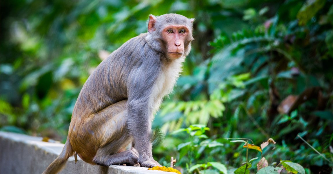 In the towns surrounding the Fukushima Daiichi power plant, people are returning to their long-abandoned homes to find them overrun by monkeys.