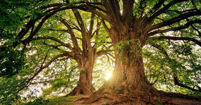 While scientists predicted that forests would continue to serve as carbon sinks, the benefits may be short-lived as too much CO2 makes trees die younger.