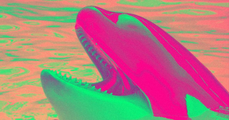 Authorities say that groups of killer whales have been attacking boats in the Straits of Gibraltar, the area between Spain and Morocco.
