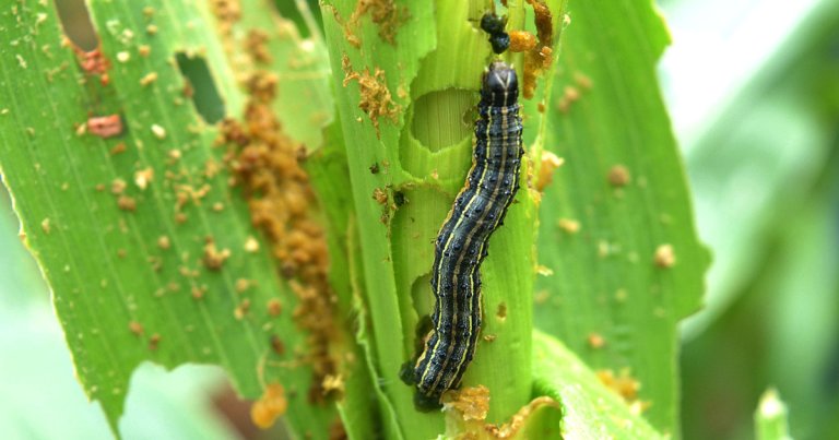 Scientists developed a gene-hacked version of the fall armyworm, a notorious pest, that lays eggs that die off before hatching.
