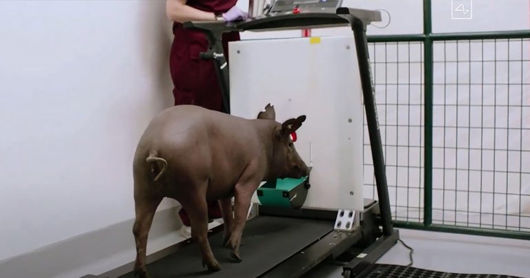 People for the Ethical Treatment of Animals (PETA) is outraged that Neuralink has been testing its experimental brain hardware on pigs.