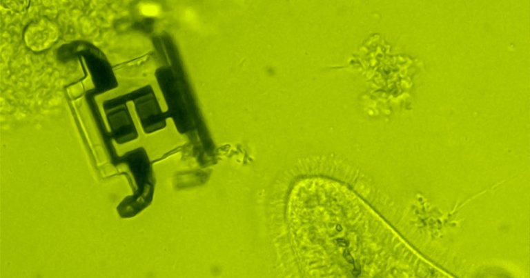 Cornell scientists developed a robot so tiny that it's invisible to the human eye — and they say it could someday hunt for cancer inside your body.