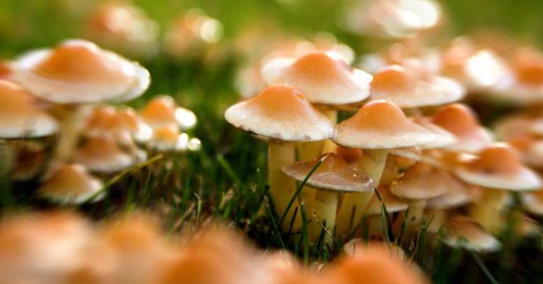 The City Council of Ann Arbor, Michigan, just unanimously voted to decriminalize all psychedelic plants and mushrooms, citing potential health benefits.