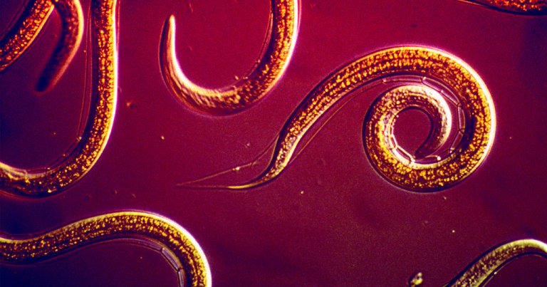 The idea of deep space explorers growing their own food just became more feasible with the discovery that worms can still hunt pests in microgravity.
