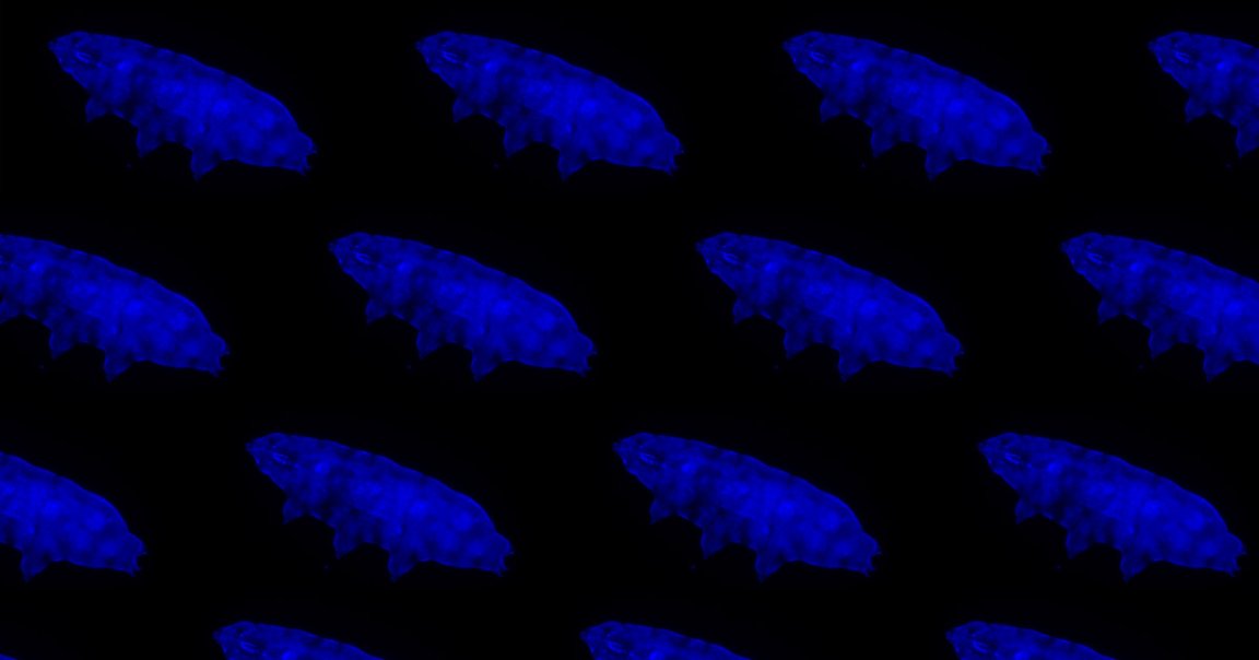 A newly-discovered tardigrade can survive dangerous levels of ultraviolet radiation, and it glows blue whenever it's exposed.