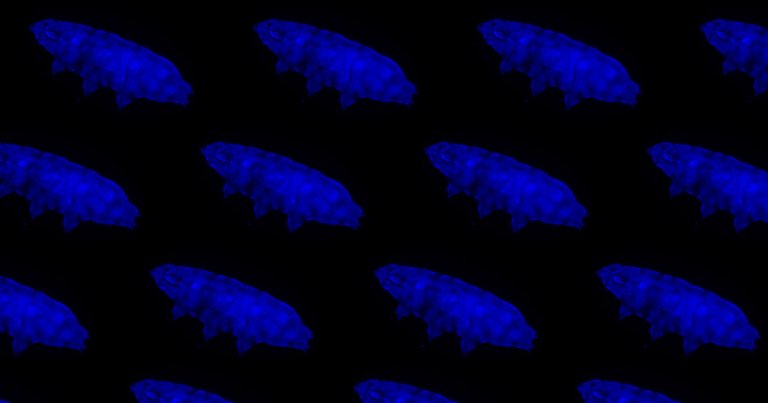 A newly-discovered tardigrade can survive dangerous levels of ultraviolet radiation, and it glows blue whenever it's exposed.