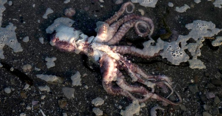 Surfers in Kamchatka, Russia are reporting that the ocean water is leaving them with poisoning-like symptoms, including nausea, weakness, and high fever.