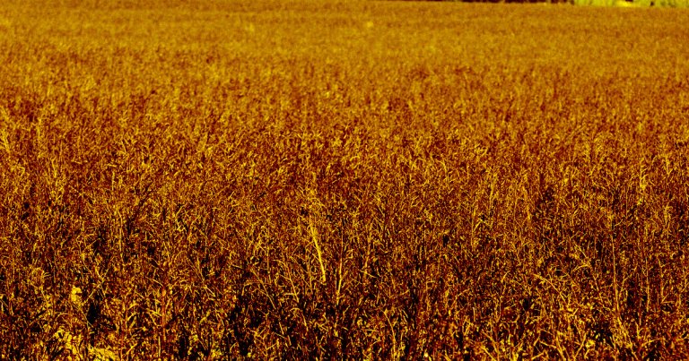 The head of the U.N.'s World Food Program warns that without emergency funding, 36 countries around the world could face severe famines next year.