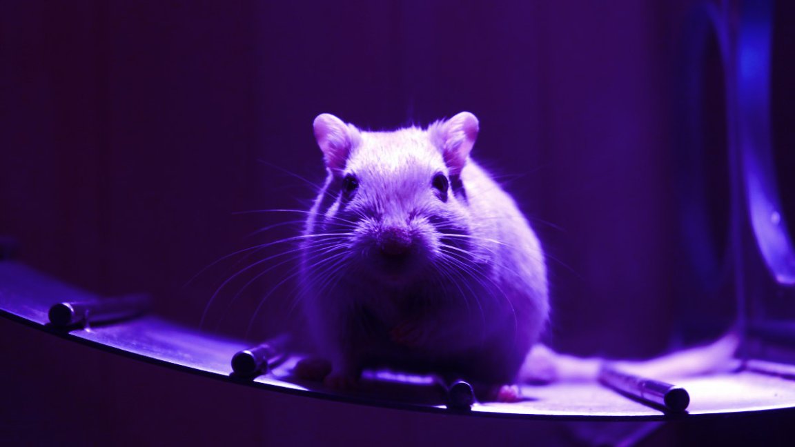 Blocking a single protein called 15-PGDH made old mice much stronger and healthier, as though they had been made younger as a result.