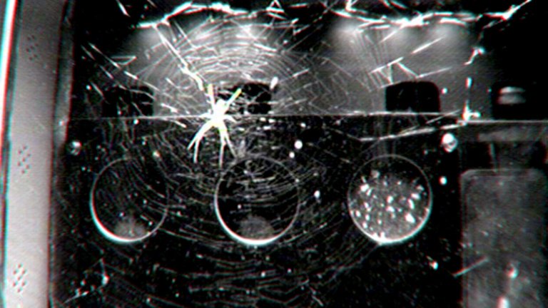 Scienitsts decided to bring spiders to the International Space Station to find out how important gravity was for their webs.