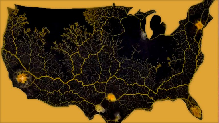MIT artist-in-residence Deimut Strebe mirrored COVID-19's spread across the U.S. with an unsettling slime mold experiment. Here, she explains why.