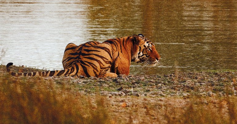 Scientists are monitoring various species of wildlife to track whether the coronavirus can jump among different kinds of animals.