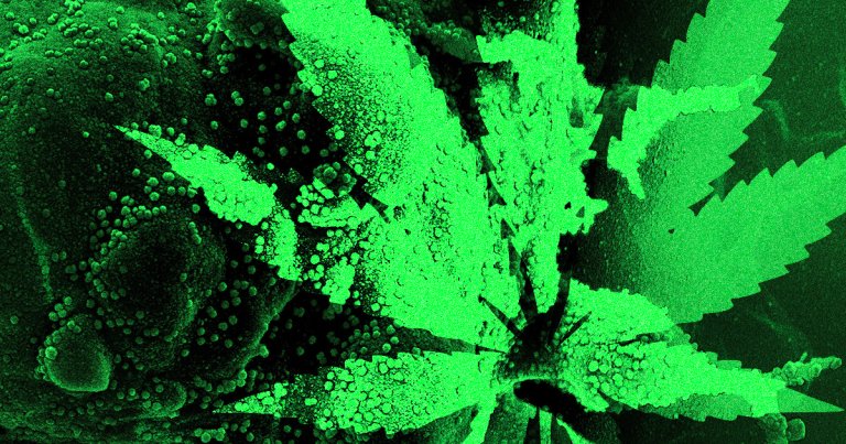 The activist group DC Marijuana Justice plans to hands out free bags of weed to people who get the coronavirus vaccine in Washington D.C.