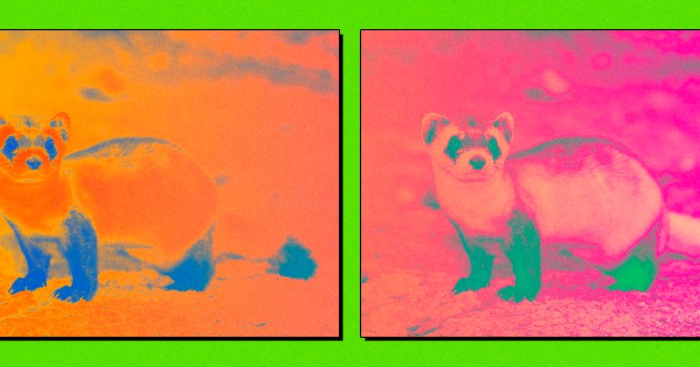 Scientists cloned an endangered species for the first time with the successful birth of Elizabeth Ann, a black-footed ferret.