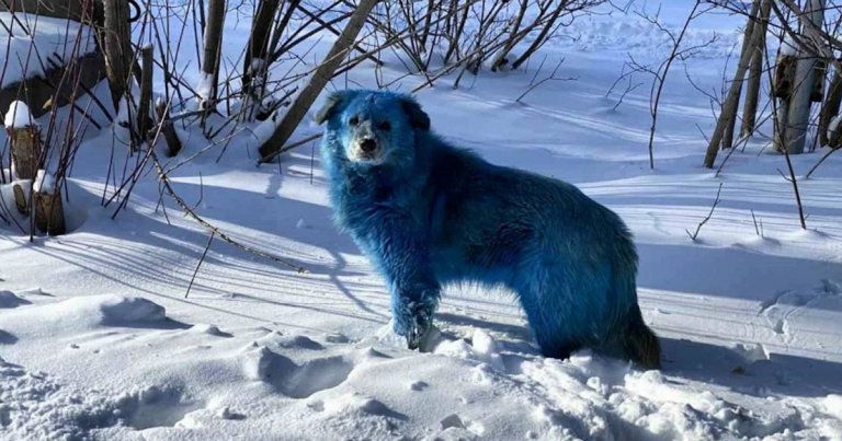 Stray dogs with strangely bright blue fur have been spotted roaming the streets near an abandoned chemical plant in the Russian city of Dzerzhinsk.