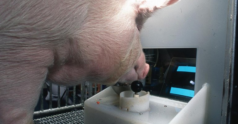 Researchers at Purdue University have successfully taught four pigs how to use a joystick, a "remarkable" level of behavioral and mental flexibility.
