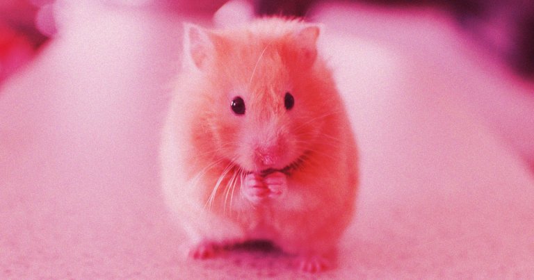 China has officially approved its latest COVID-19 vaccine, its fifth to be exact. And it has one special ingredient: ovary cells from hamsters.