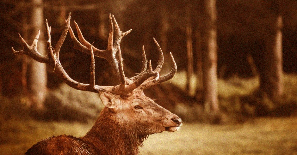 A new startup is pitching exciting new lab-grown meat products the world may or may not be ready for: Wagyu meatloaf, lamb burgers, and elk sausages.