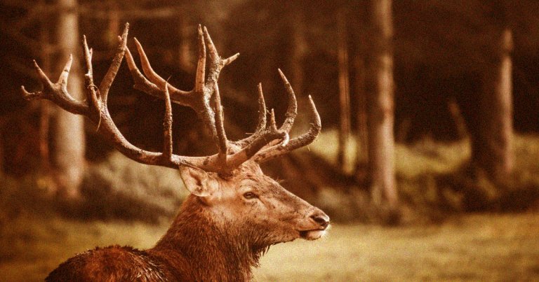 A new startup is pitching exciting new lab-grown meat products the world may or may not be ready for: Wagyu meatloaf, lamb burgers, and elk sausages.