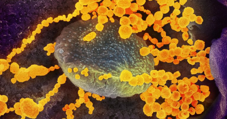Preliminary data suggests that the coronavirus variant P.1 is capable of reinfecting people who already survived COVID-19.