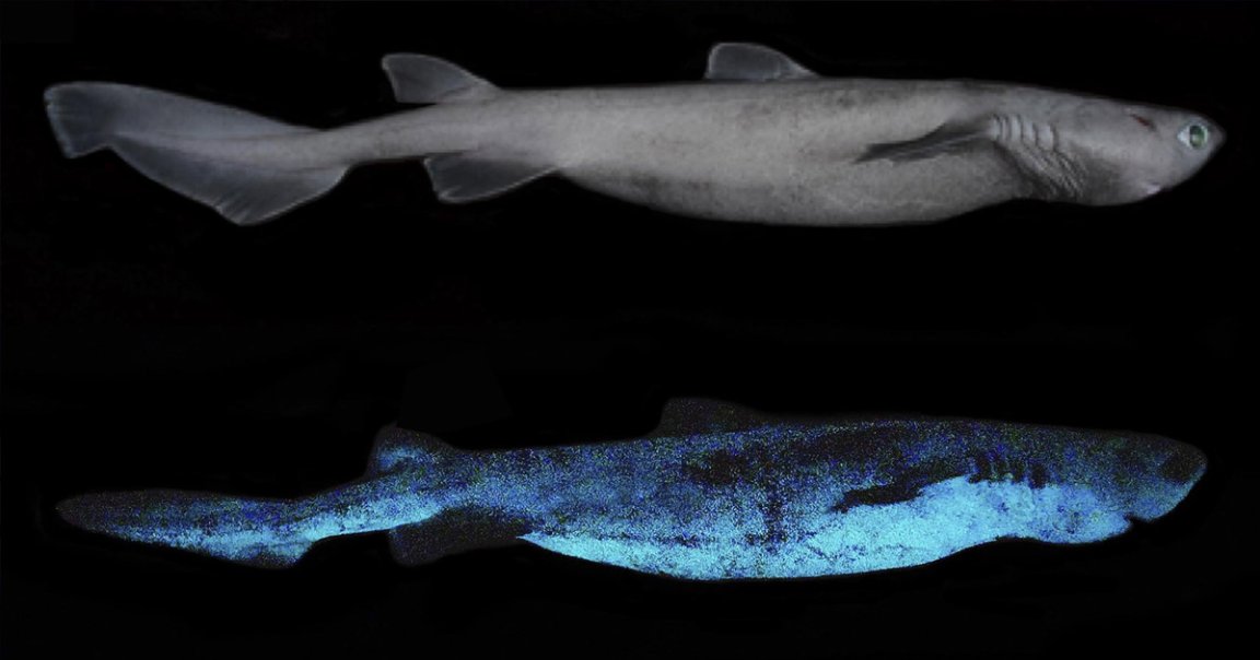 A team of researchers in New Zealand have discovered how three species of sharks can glow in the dark well below the surface of the ocean.