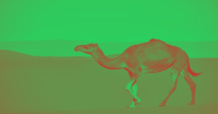 Researchers Find 2,000 Plastic Bags Inside Camel