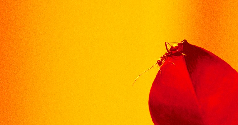 Female Indian jumping ants vying for a seat on a vacant throne actually shrink their own brains to become queenlike mating "gamergate" ants.