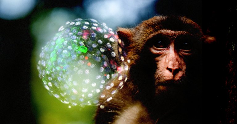 For the first time ever, an international team of scientists have created chimera embryos that are made up of both human and monkey cells, as NPR reports.