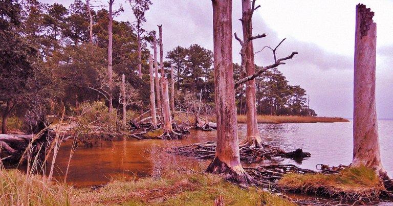 Researchers are worried over the rise of "ghost forests" along the coast of North Carolina, caused by climate change.