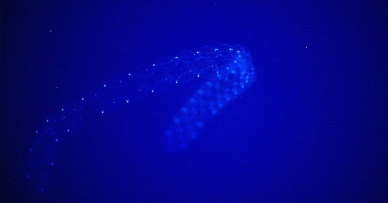 Small gelatinous marine organisms called sea salps are wreaking havoc on two nuclear reactors in South Korea, forcing them offline, Bloomberg reports.