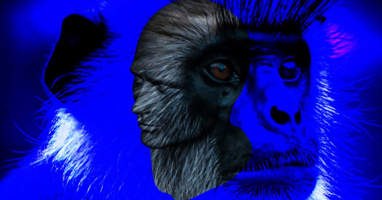Earlier this month, scientists announced that they'd successfully embedded human stem cells into monkey embryos. Now bioethicists have some concerns.