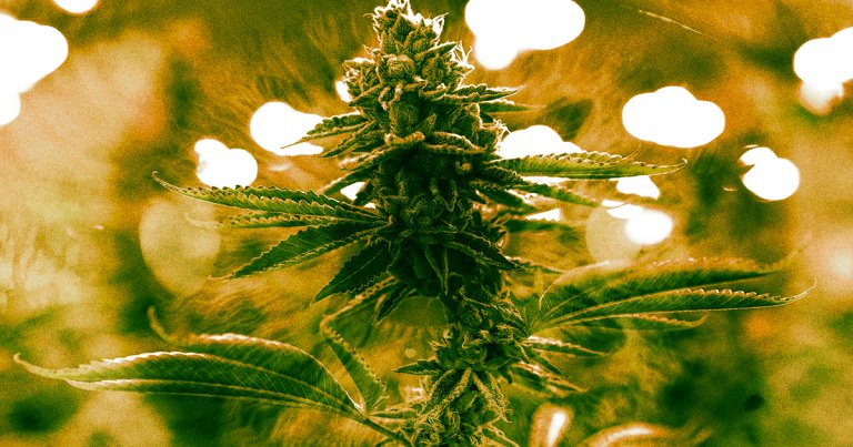 Research shows that smoking weed can significantly impair people's vision but that only a small percentage of people acknowledge that fact while high.