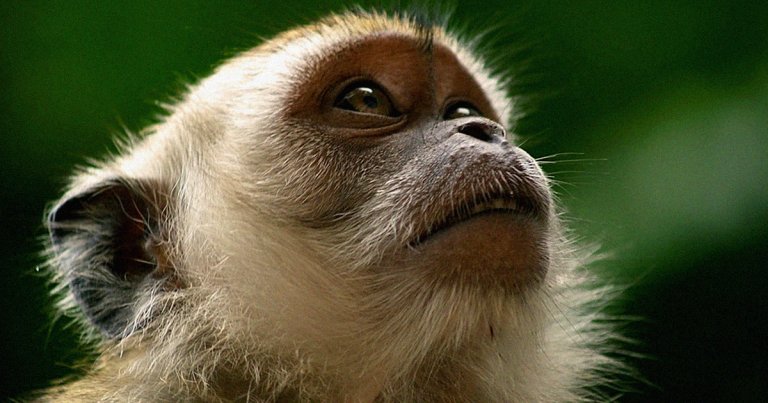Scientists found a way to significantly reduce the levels of "bad" cholesterol in a monkey's bloodstream for ten months with a single CRISPR injection