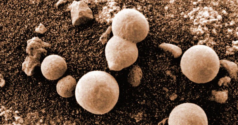 A team of researchers believes it has found ample evidence of a variety of fungus-like creatures on Mars by looking at NASA rover and orbiter images.