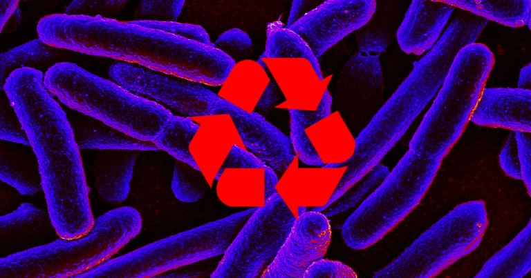 Bacteria could provide us with a far more effective and green method of extracting precious metals from used electric car batteries.