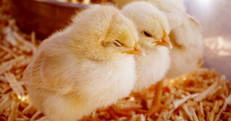 Officials in China have reported the first human infection of the H10N3 bird flu strain today, citing the hospitalization of a man in the city of Zhenjiang.
