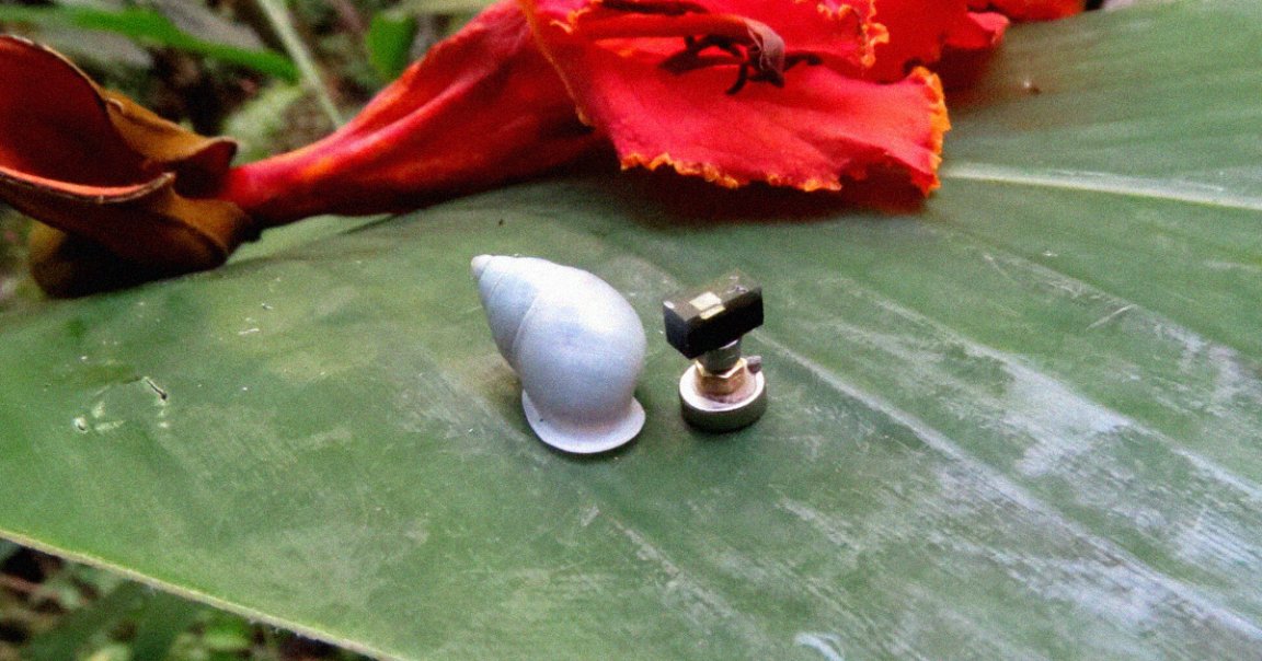 In order to determine how a scrappy snail evaded an invasive predator for decades, scientists turned it into a cyborg with a mini shell computer.