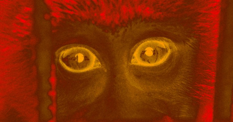 A veterinarian in China caught and died from an extremely rare and deadly "Monkey B" virus that almost never infects humans.