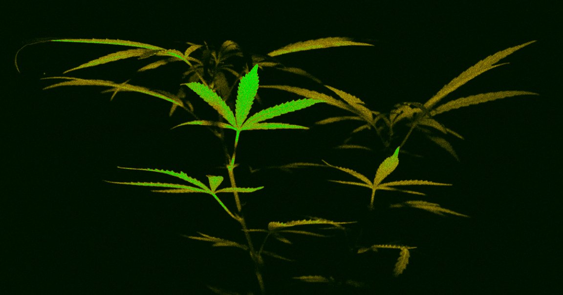A massive study found an alarming correlation between heavy cannabis use and suicidal thoughts or actions among teens and young adults.