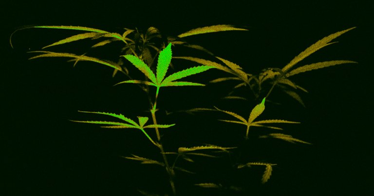 A massive study found an alarming correlation between heavy cannabis use and suicidal thoughts or actions among teens and young adults.