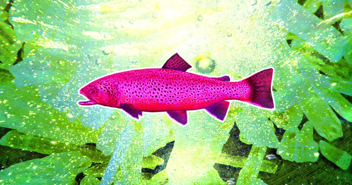 Researchers dumped 60 brown trout in a water tank that contained low levels of methamphetamine to see if they would get addicted.
