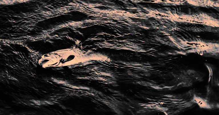 As climate change progresses, hypoxic or "dead" zones of dangerously-low oxygen off the coastline will become bigger and more common.