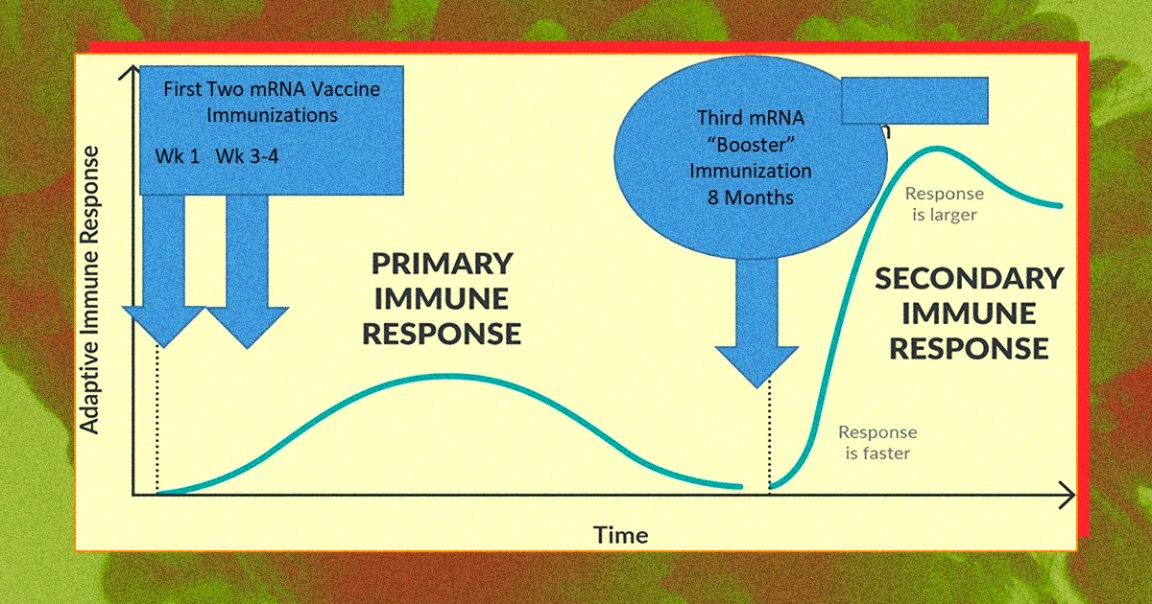 mRNA booster shots for COVID-19 may be available in the US starting next month. Many are still unvaccinated, but you should consider getting yours anyway.