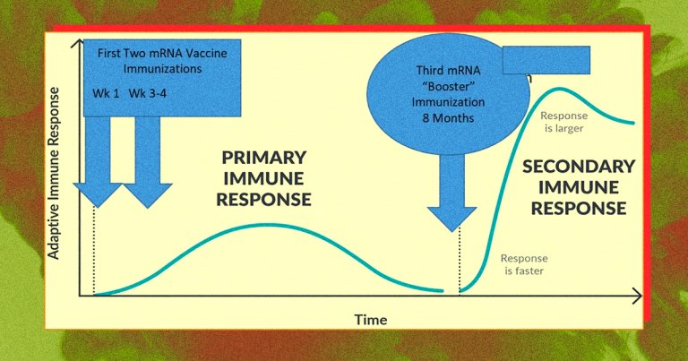 mRNA booster shots for COVID-19 may be available in the US starting next month. Many are still unvaccinated, but you should consider getting yours anyway.
